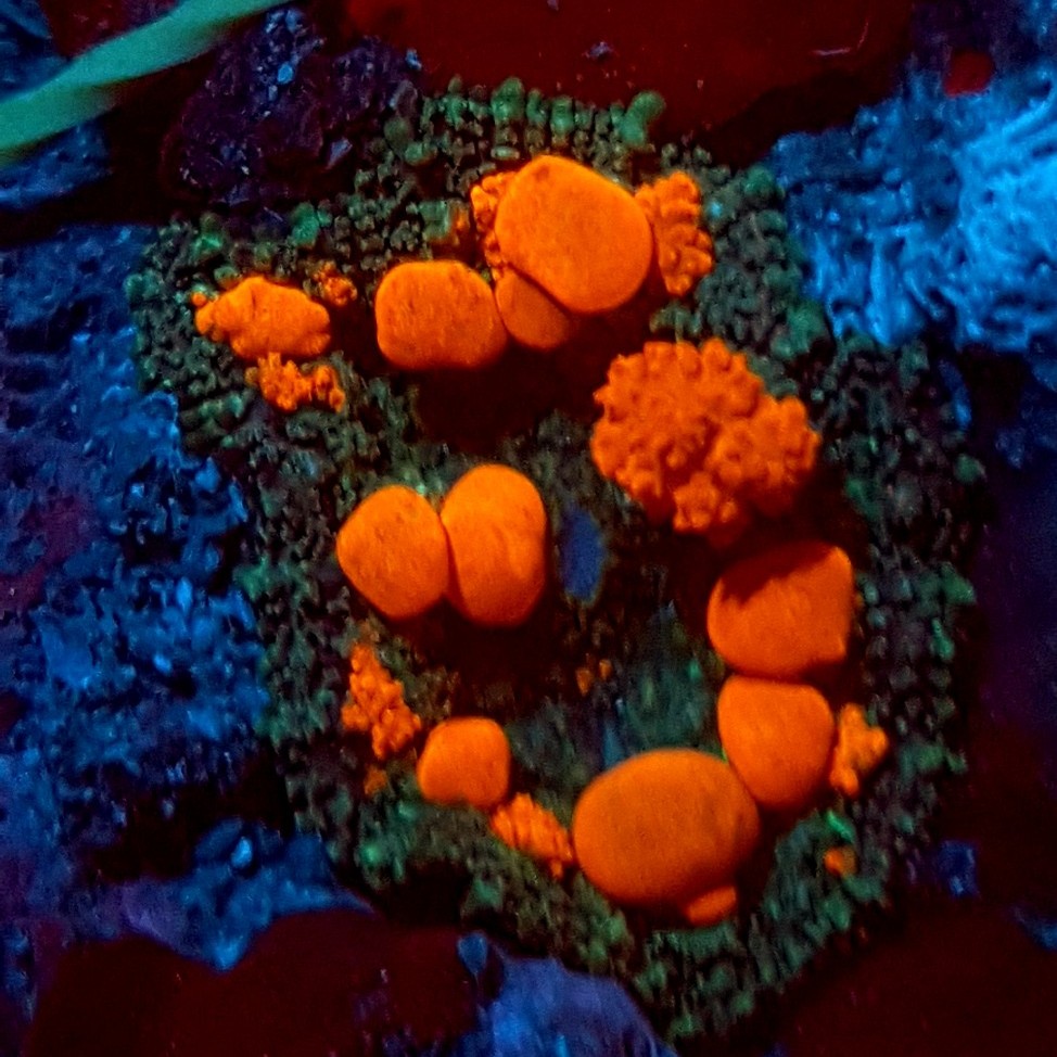 Orange / Red Bounce Mushroom