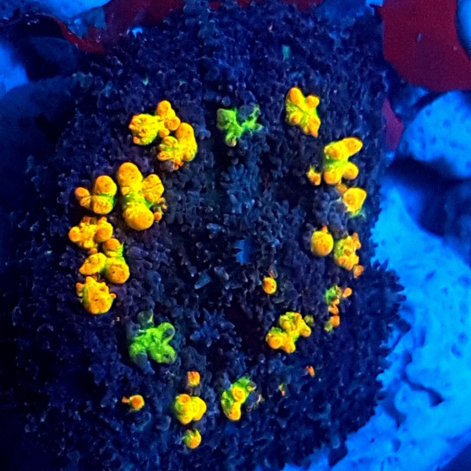 Rainbow Bounce Mushroom