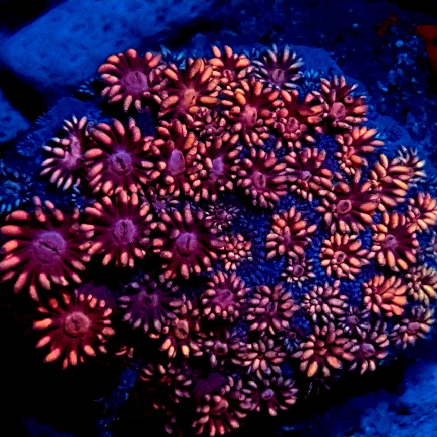 Pink Flower Pot Corals